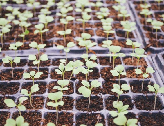 Seedlings Growing